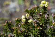 常绿支灌木西伯利亚瞻博网络Juniperussibirica
