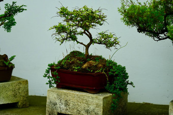 盆景树日本艺术形式培养技术生产容器小树模仿形状规模完整的大小树