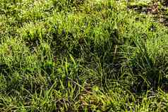 纹理年轻的绿色草春天早....覆盖滴