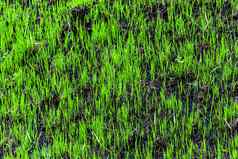 年轻的绿色草发芽烧焦的地球春天