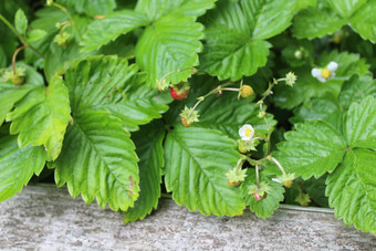 野生<strong>草莓</strong>花园