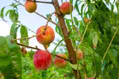 特写镜头分支树桃子成熟的红色的多汁的水果绿色花园夏天维生素