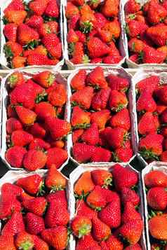 新鲜的红色的草莓出售