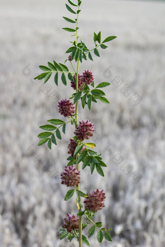 甘草甘草glabra