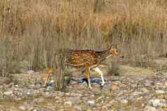 发现了鹿移动岩石严禁搜索水位置吉姆corbette国家公园奈尼塔尔印度