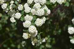 的胡特斯Spiraea