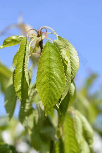 甜蜜的樱桃树莫雷塔vignola