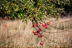 分支机构苹果树明亮的红色的成熟的水果