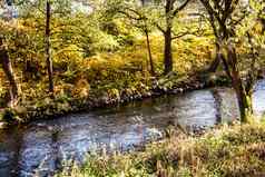 秋天森林分割的蓝色的河