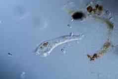 小号动物微观浮游生物动物滴水分