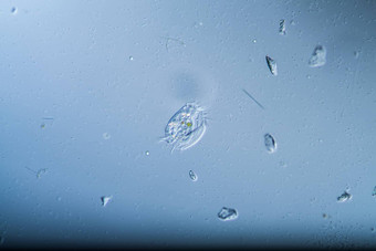 纤毛虫单细胞浮游生物动物滴水