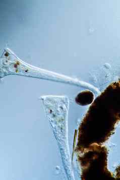 小号动物微观浮游生物动物滴水分