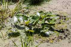 湿地青蛙勺子植物