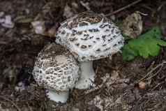 可食用的蘑菇蘑菇帽森林地板上