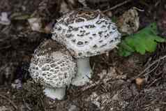 可食用的蘑菇蘑菇帽森林地板上