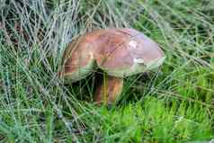 棕色（的）可食用的蘑菇秋天森林地板上