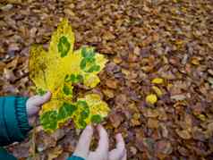 绿色黄色的叶子手孩子们秋天季节