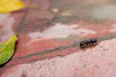 宏视图黑色的蚂蚁搜索食物