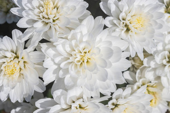 白色菊花妈妈花自然光弗拉特拉
