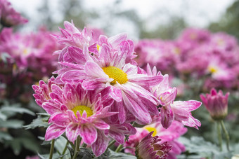 紫色的菊花花自然光花园