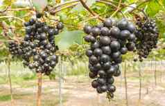 黑色的葡萄葡萄花园葡萄园位置