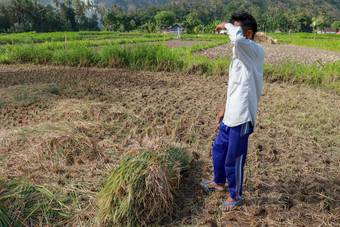 农民收获大米场脱粒大米农民手册大米收获上了年纪的巴厘岛的男人。关系捆