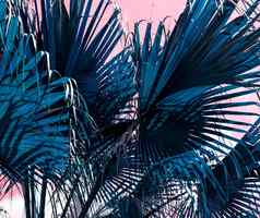 热带夏天设计蓝色的棕榈叶子粉红色的背景
