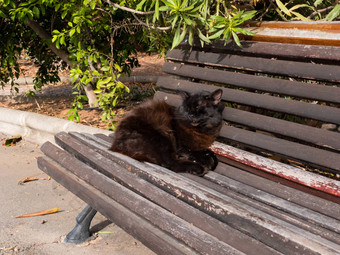猫睡觉板凳上