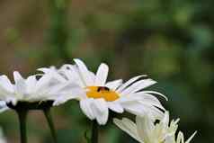 昆虫收集花粉白色黛西