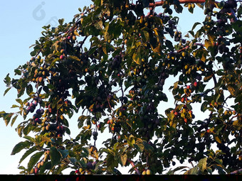 李子树很多生李子水果李子水果
