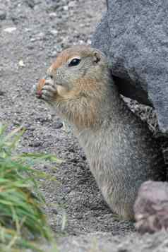 表达式北极地面松鼠吃面包屑持有食物爪子