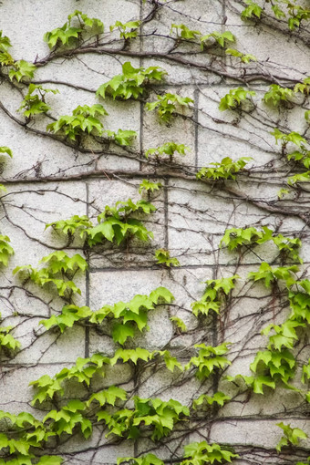 绿色叶子墙砖背景