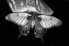 热带燕尾服蝴蝶休息叶黑色的白色