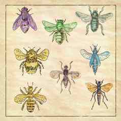 古董蜜蜂苍蝇集合古董纸