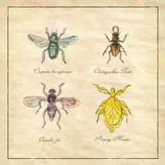 卡彭特蜜蜂甲虫奥斯内拉油炸的祈祷螳螂古董集合