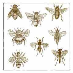 古董蜜蜂苍蝇集合双色版白色背景