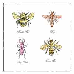 熊蜜蜂黄蜂阉割过的雄鹿甲虫女王蜜蜂古董集合