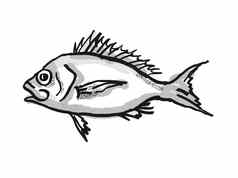 西方橙色鲈鱼澳大利亚鱼卡通复古的画