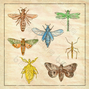 古董蛾蜻蜓螳螂坚持昆虫集合古董纸