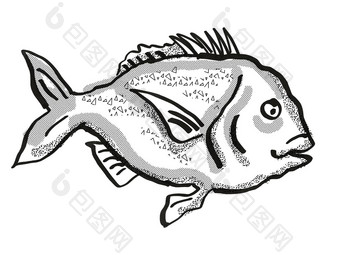 鲷鱼新西兰鱼卡通复古的画