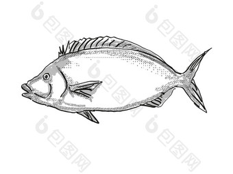 波莱新西兰鱼卡通复古的画