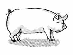 中间白色猪品种卡通复古的画