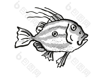 约翰海鲂新西兰鱼卡通复古的画