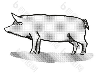 塔姆沃思猪品种卡通复古的画