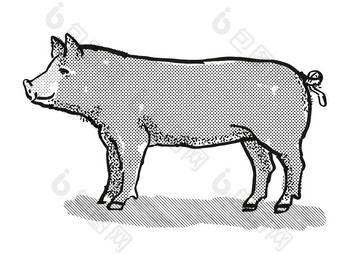 伯克希尔哈撒韦公司猪品种卡通复古的画