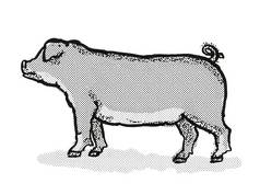 杜洛克猪猪品种卡通复古的画