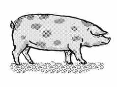 牛津大学桑迪黑色的猪品种卡通复古的画