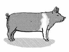 汉普郡猪品种卡通复古的画