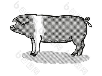 英国马鞍峰猪品种卡通复古的画