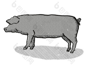 大黑色的猪品种卡通复古的画